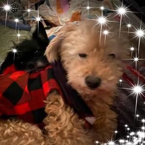 Meet your Posher, Bridget